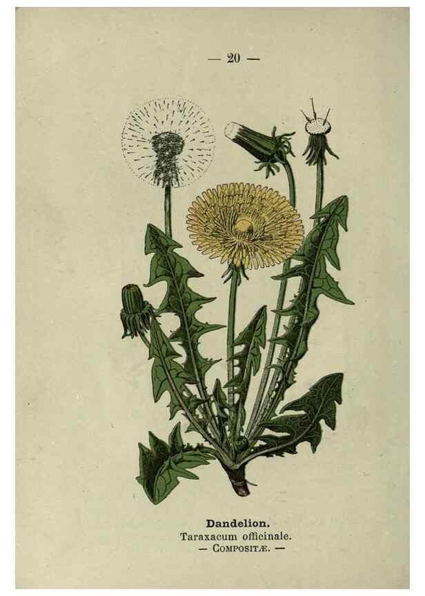 Reproducción/Reproduction 8747749368: Wayside and woodland blossoms :. London ;F. Warne,1895.