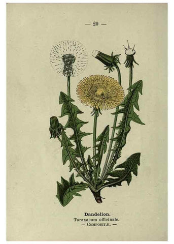 Reproducción/Reproduction 8747749368: Wayside and woodland blossoms :. London ;F. Warne,1895.