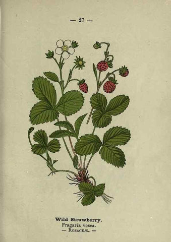 Reproducción/Reproduction 8747752868: Wayside and woodland blossoms :. London ;F. Warne,1895.