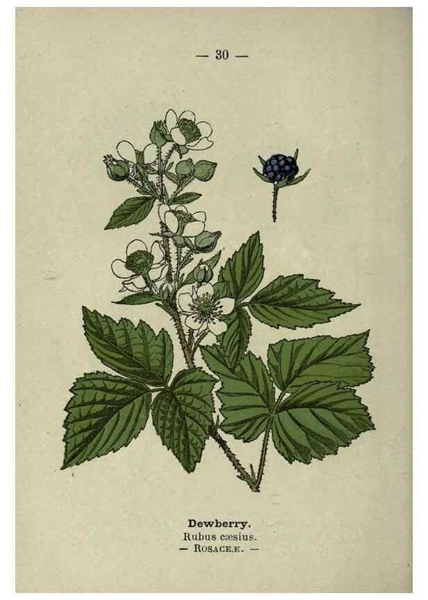 Reproducción/Reproduction 8746634361: Wayside and woodland blossoms :. London ;F. Warne,1895.