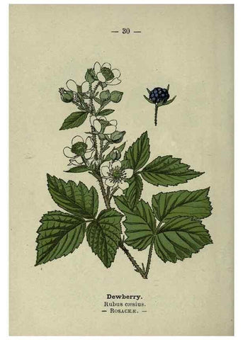 Reproducción/Reproduction 8746634361: Wayside and woodland blossoms :. London ;F. Warne,1895.