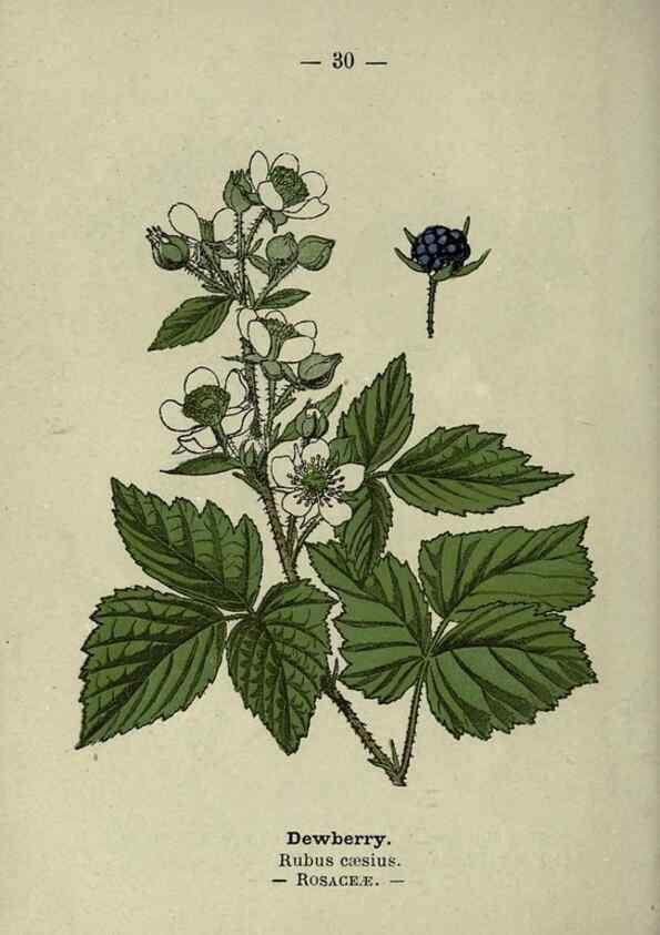 Reproducción/Reproduction 8746634361: Wayside and woodland blossoms :. London ;F. Warne,1895.