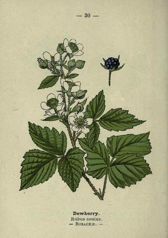 Reproducción/Reproduction 8746634361: Wayside and woodland blossoms :. London ;F. Warne,1895.