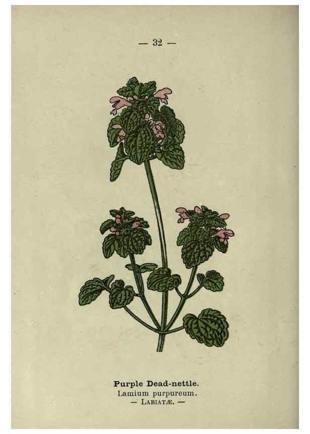 Reproducción/Reproduction 8747755760: Wayside and woodland blossoms :. London ;F. Warne,1895.