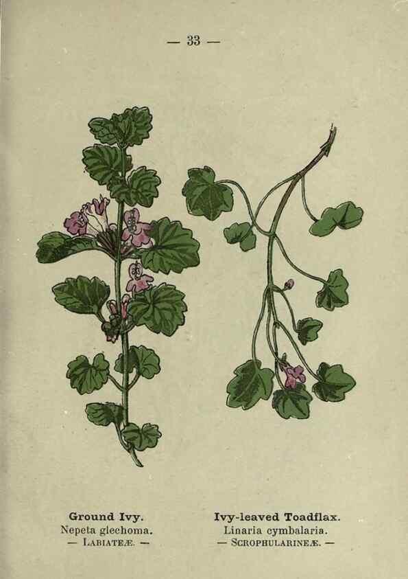 Reproducción/Reproduction 8746636027: Wayside and woodland blossoms :. London ;F. Warne,1895.