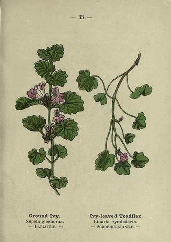 Reproducción/Reproduction 8746636027: Wayside and woodland blossoms :. London ;F. Warne,1895.