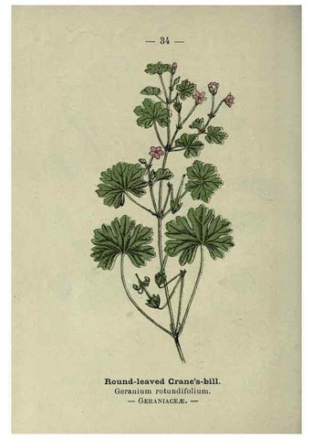 Reproducción/Reproduction 8747756820: Wayside and woodland blossoms :. London ;F. Warne,1895.