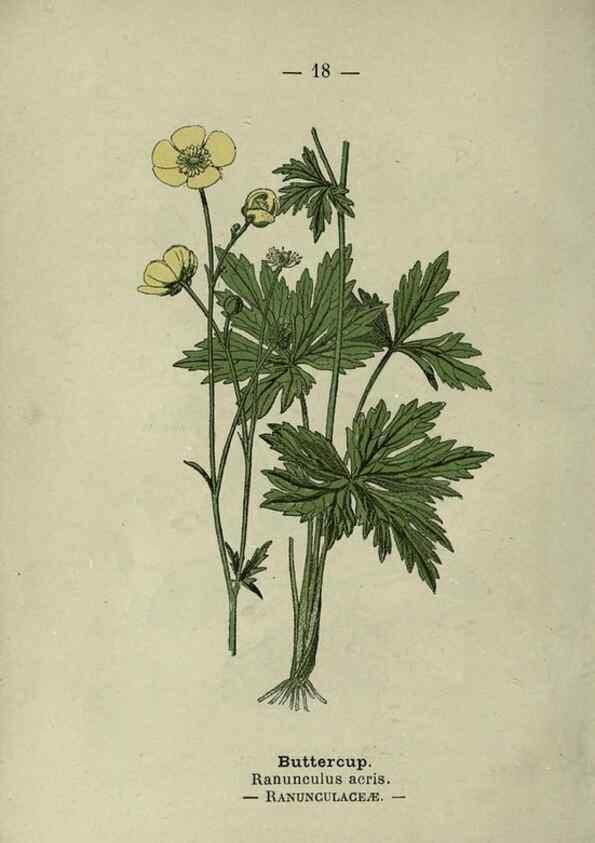 Reproducción/Reproduction 8747748206: Wayside and woodland blossoms :. London ;F. Warne,1895.