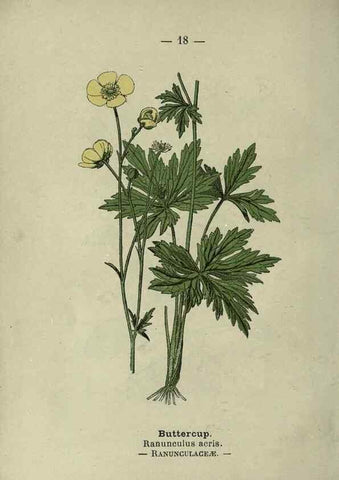 Reproducción/Reproduction 8747748206: Wayside and woodland blossoms :. London ;F. Warne,1895.
