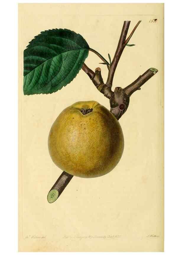 Reproducción/Reproduction 8744844510: The Pomological magazine;. London;J. Ridgway.