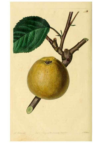 Reproducción/Reproduction 8744844510: The Pomological magazine;. London;J. Ridgway.