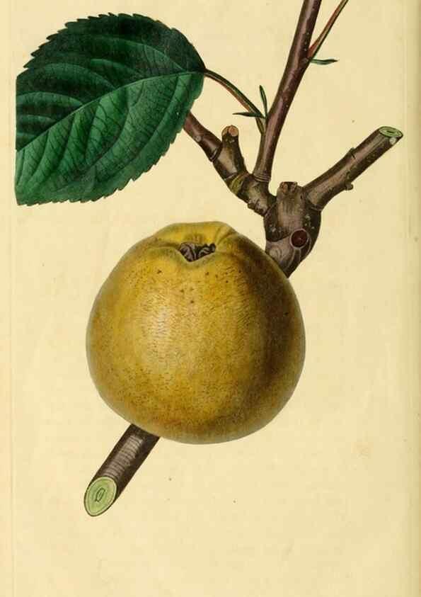 Reproducción/Reproduction 8744844510: The Pomological magazine;. London;J. Ridgway.