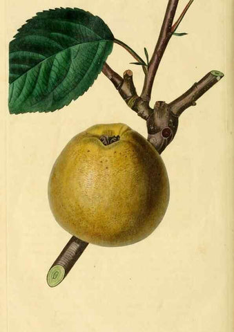 Reproducción/Reproduction 8744844510: The Pomological magazine;. London;J. Ridgway.