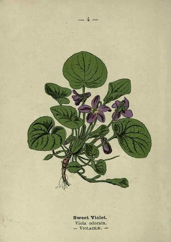 Reproducción/Reproduction 8746621839: Wayside and woodland blossoms :. London ;F. Warne,1895.