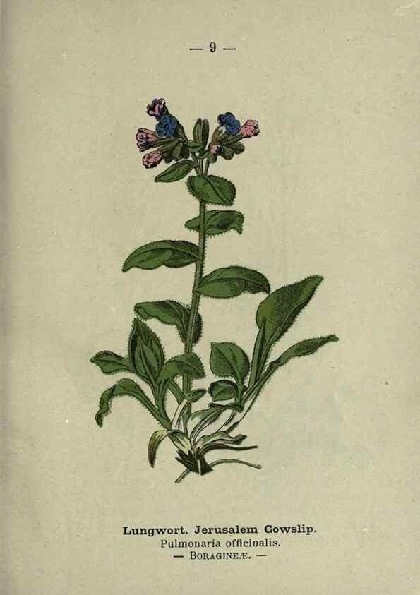 Reproducción/Reproduction 8746624265: Wayside and woodland blossoms :. London ;F. Warne,1895.
