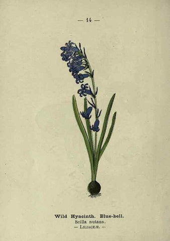 Reproducción/Reproduction 8746626229: Wayside and woodland blossoms :. London ;F. Warne,1895.