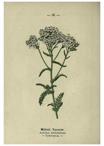 Reproducción/Reproduction 8747757758: Wayside and woodland blossoms :. London ;F. Warne,1895.