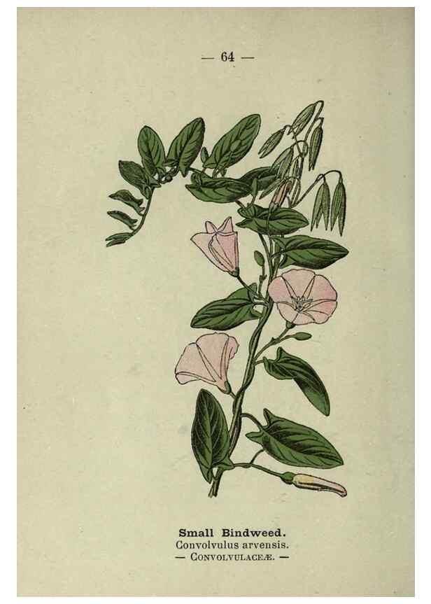 Reproducción/Reproduction 8747772518: Wayside and woodland blossoms :. London ;F. Warne,1895.