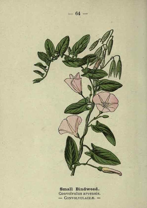 Reproducción/Reproduction 8747772518: Wayside and woodland blossoms :. London ;F. Warne,1895.