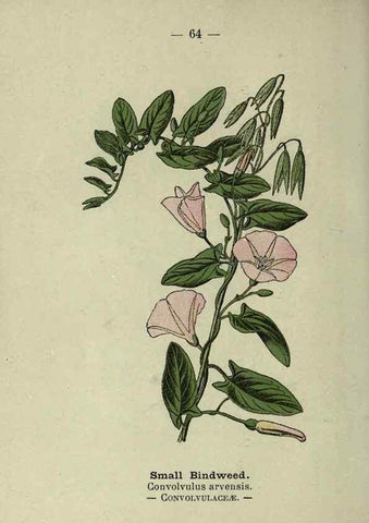 Reproducción/Reproduction 8747772518: Wayside and woodland blossoms :. London ;F. Warne,1895.
