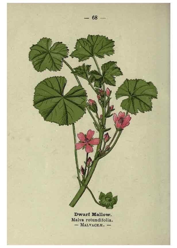 Reproducción/Reproduction 8746653775: Wayside and woodland blossoms :. London ;F. Warne,1895.
