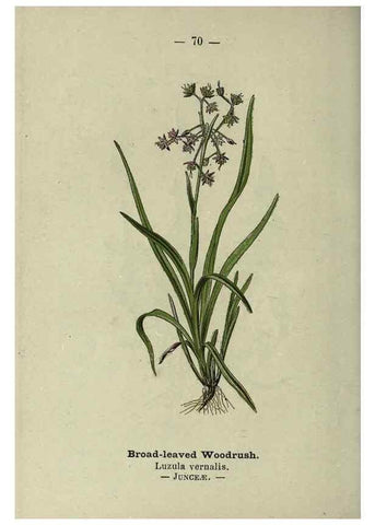 Reproducción/Reproduction 8747774974: Wayside and woodland blossoms :. London ;F. Warne,1895.