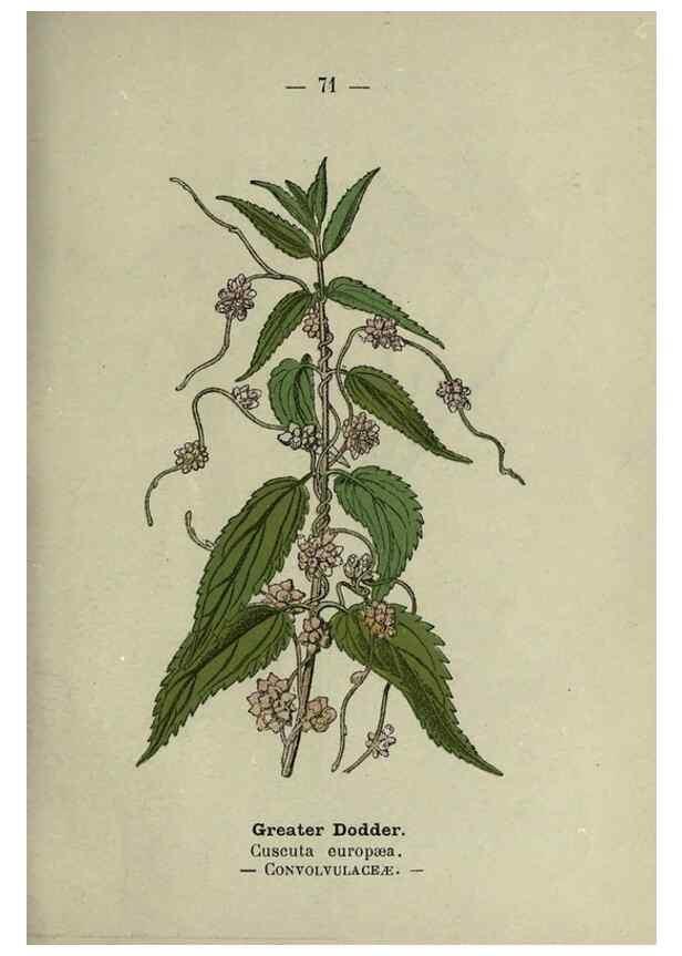 Reproducción/Reproduction 8747775346: Wayside and woodland blossoms :. London ;F. Warne,1895.