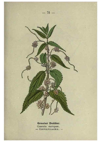 Reproducción/Reproduction 8747775346: Wayside and woodland blossoms :. London ;F. Warne,1895.