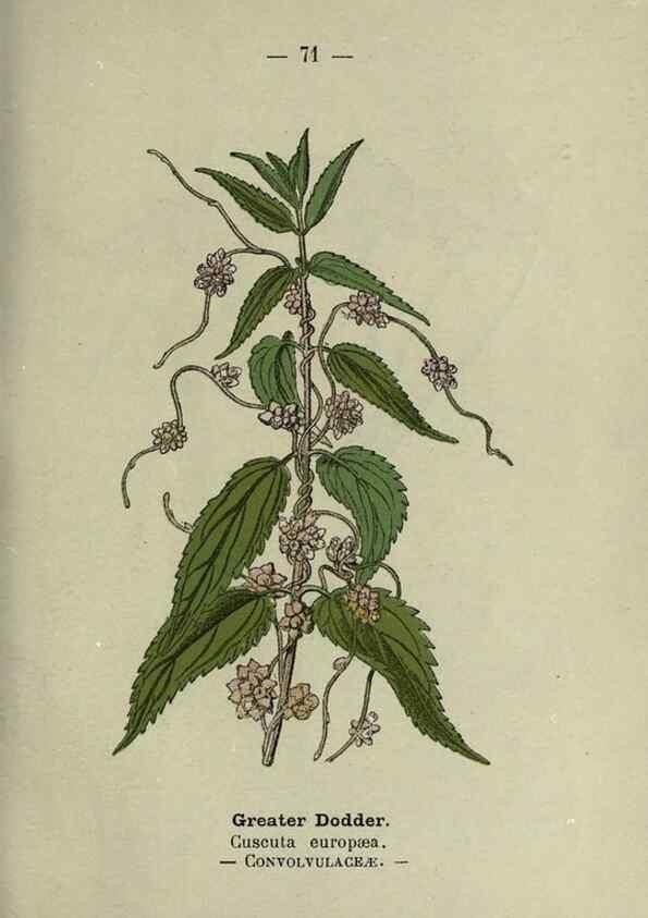 Reproducción/Reproduction 8747775346: Wayside and woodland blossoms :. London ;F. Warne,1895.