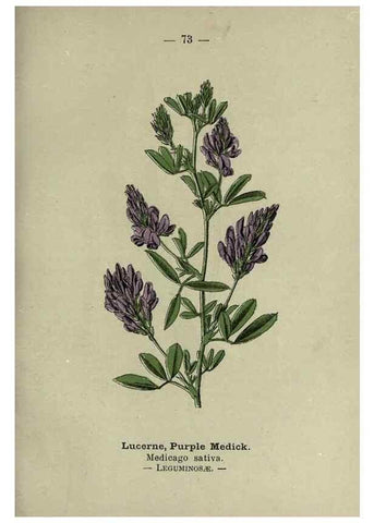 Reproducción/Reproduction 8746655675: Wayside and woodland blossoms :. London ;F. Warne,1895.