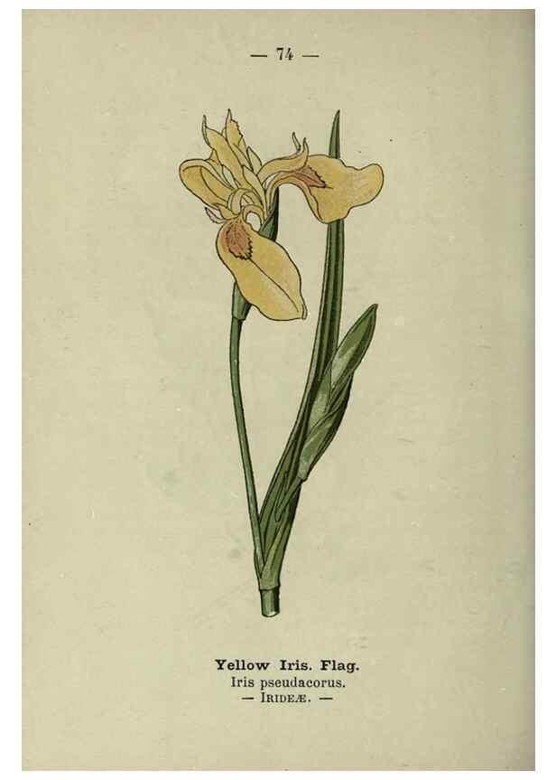 Reproducción/Reproduction 8747776580: Wayside and woodland blossoms :. London ;F. Warne,1895.