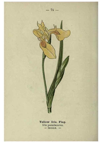 Reproducción/Reproduction 8747776580: Wayside and woodland blossoms :. London ;F. Warne,1895.