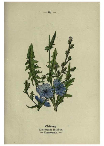 Reproducción/Reproduction 8746654121: Wayside and woodland blossoms :. London ;F. Warne,1895.