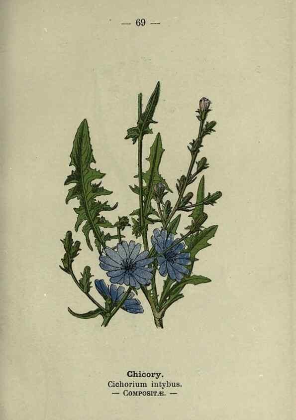 Reproducción/Reproduction 8746654121: Wayside and woodland blossoms :. London ;F. Warne,1895.