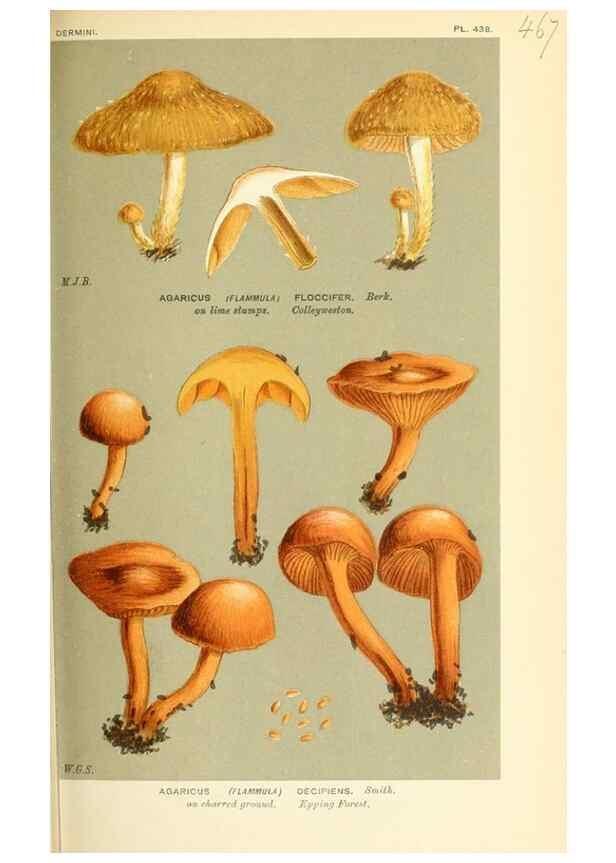 Reproducción/Reproduction 9016320782: Illustrations of British Fungi (Hymenomycetes), to serve as an atlas to the ""Handbook of British Fungi"".. LondonWilliams and Norgate1881-91