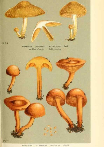 Reproducción/Reproduction 9016320782: Illustrations of British Fungi (Hymenomycetes), to serve as an atlas to the ""Handbook of British Fungi"".. LondonWilliams and Norgate1881-91