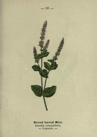 Reproducción/Reproduction 8746649937: Wayside and woodland blossoms :. London ;F. Warne,1895.
