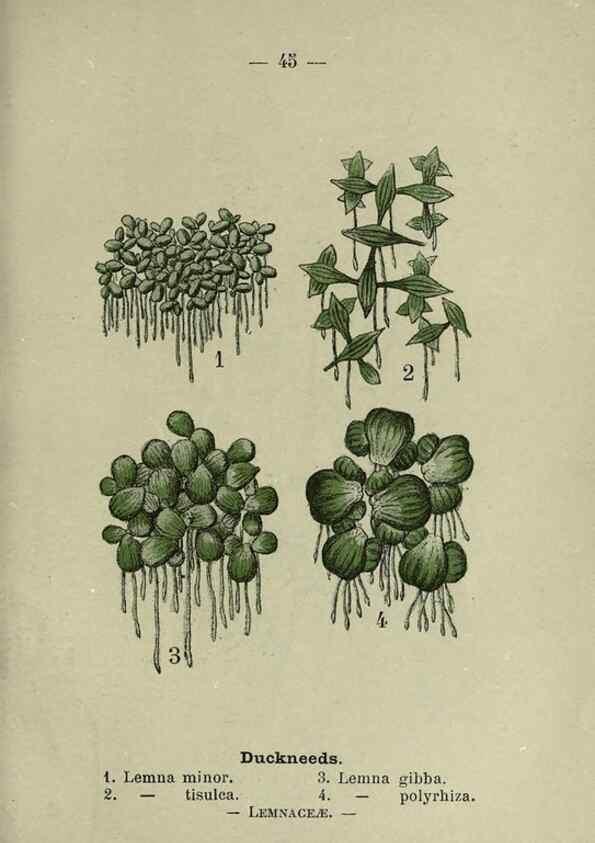 Reproducción/Reproduction 8747762834: Wayside and woodland blossoms :. London ;F. Warne,1895.