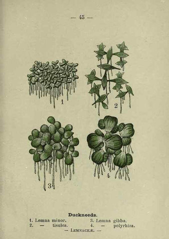 Reproducción/Reproduction 8747762834: Wayside and woodland blossoms :. London ;F. Warne,1895.