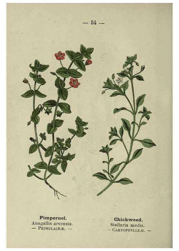 Reproducción/Reproduction 8747767832: Wayside and woodland blossoms :. London ;F. Warne,1895.