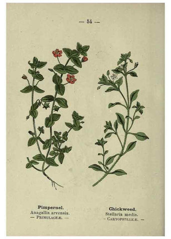 Reproducción/Reproduction 8747767832: Wayside and woodland blossoms :. London ;F. Warne,1895.