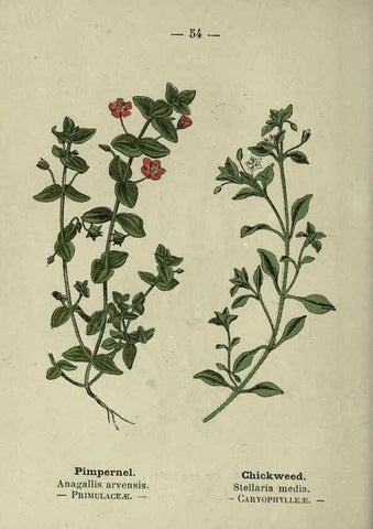 Reproducción/Reproduction 8747767832: Wayside and woodland blossoms :. London ;F. Warne,1895.