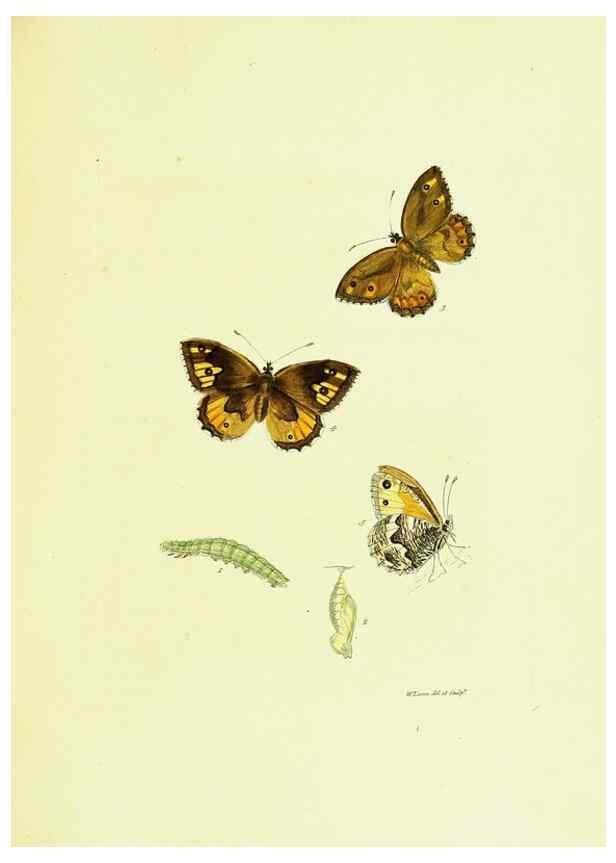 Reproducción/Reproduction 9689084494: The papilios of Great Britain,. London,Printed for J. Johnson,1795.
