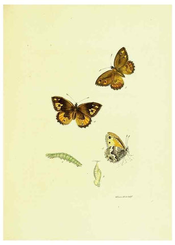 Reproducción/Reproduction 9689084494: The papilios of Great Britain,. London,Printed for J. Johnson,1795.
