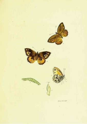Reproducción/Reproduction 9689084494: The papilios of Great Britain,. London,Printed for J. Johnson,1795.