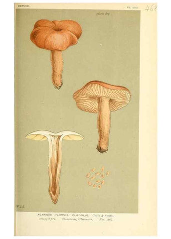 Reproducción/Reproduction 9015131015: Illustrations of British Fungi (Hymenomycetes), to serve as an atlas to the ""Handbook of British Fungi"".. LondonWilliams and Norgate1881-91
