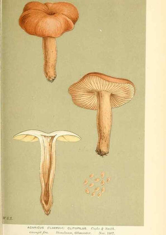 Reproducción/Reproduction 9015131015: Illustrations of British Fungi (Hymenomycetes), to serve as an atlas to the ""Handbook of British Fungi"".. LondonWilliams and Norgate1881-91