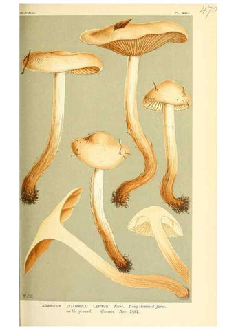 Reproducción/Reproduction 9015133781: Illustrations of British Fungi (Hymenomycetes), to serve as an atlas to the ""Handbook of British Fungi"".. LondonWilliams and Norgate1881-91