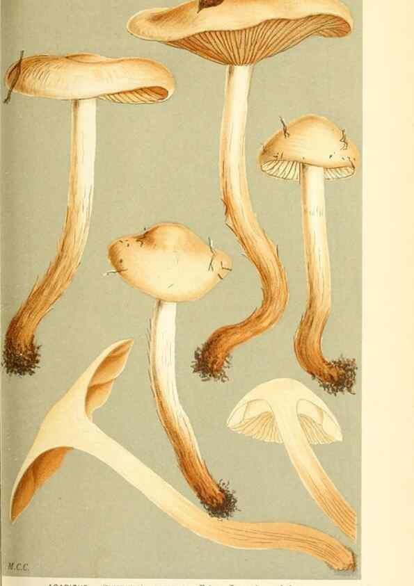 Reproducción/Reproduction 9015133781: Illustrations of British Fungi (Hymenomycetes), to serve as an atlas to the ""Handbook of British Fungi"".. LondonWilliams and Norgate1881-91