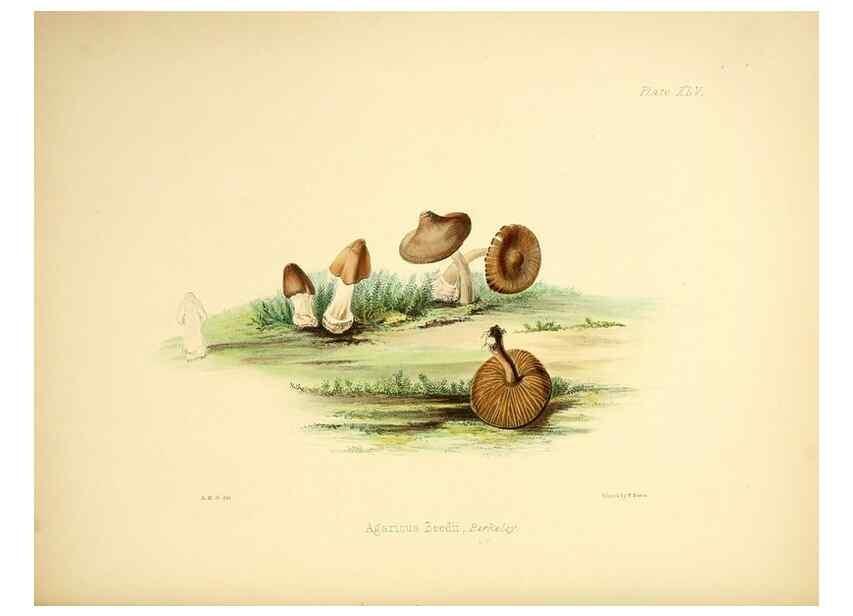 Reproducción/Reproduction 9184974418: Illustrations of British mycology,. London,Reeve, Benham and Reeve,1847-55.